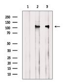 Phospho-FLT3 (Tyr591) Antibody in Western Blot (WB)