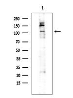 Phospho-FLT3 (Tyr591) Antibody in Western Blot (WB)