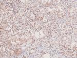 Phospho-GCN2 (Thr899) Polyclonal Antibody