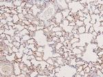 Phospho-c-Kit (Tyr568) Antibody in Immunohistochemistry (Paraffin) (IHC (P))