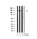 Phospho-c-Kit (Tyr568) Antibody in Western Blot (WB)