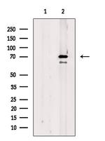 Phospho-MEKK2 (Ser520) Antibody in Western Blot (WB)