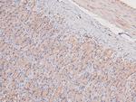 Phospho-MEKK2 (Ser520) Antibody in Immunohistochemistry (Paraffin) (IHC (P))