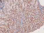 Phospho-MEK5 (Thr315) Polyclonal Antibody