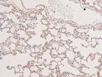 Phospho-MEK5 (Thr315) Antibody in Immunohistochemistry (Paraffin) (IHC (P))