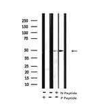 Phospho-MOK (Tyr161) Antibody in Western Blot (WB)