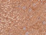 Phospho-MSK2 (Ser196) Antibody in Immunohistochemistry (Paraffin) (IHC (P))
