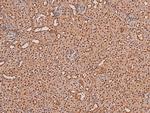 Phospho-ARK5 (Ser600) Polyclonal Antibody
