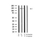 Phospho-PASK (Thr1165) Polyclonal Antibody