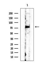 Phospho-RSK3 (Thr356) Antibody in Western Blot (WB)