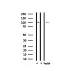 Phospho-TTK (Thr676) Antibody in Western Blot (WB)