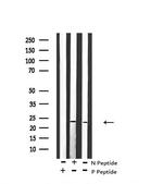 Phospho-BIM (Ser59) Polyclonal Antibody