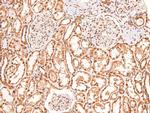 Phospho-BRCA1 (Ser1387) Antibody in Immunohistochemistry (Paraffin) (IHC (P))
