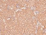 Phospho-eIF2b epsilon (Ser540) Polyclonal Antibody