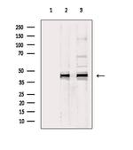 Phospho-ERK1/ERK2 (Thr202, Tyr204, Thr185, Tyr187) Antibody in Western Blot (WB)