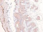 Phospho-eIF2b epsilon (Ser525) Antibody in Immunohistochemistry (Paraffin) (IHC (P))