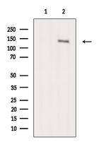 Phospho-CD22 (Tyr842) Antibody in Western Blot (WB)