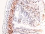 Phospho-Androgen Receptor (Tyr269) Polyclonal Antibody