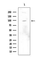 Phospho-Leptin Receptor (Tyr986) Polyclonal Antibody