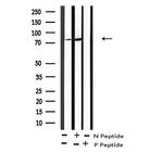 Phospho-C-RAF (Tyr340) Polyclonal Antibody