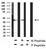 Phospho-Connexin 43 (Ser279) Polyclonal Antibody