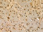 Phospho-SHC (Ser36) Polyclonal Antibody