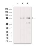 Phospho-SHC (Ser36) Antibody in Western Blot (WB)