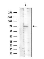 Phospho-SHC (Ser36) Antibody in Western Blot (WB)