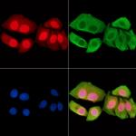 Phospho-AMPK beta-1 (Ser108) Polyclonal Antibody