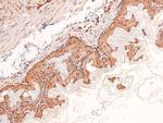 Phospho-AMPK beta-1 (Ser108) Antibody in Immunohistochemistry (Paraffin) (IHC (P))
