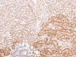 Phospho-AMPK beta-1 (Ser108) Antibody in Immunohistochemistry (Paraffin) (IHC (P))