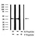 Phospho-AMPK beta-1 (Ser108) Antibody in Western Blot (WB)