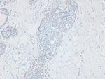 Phospho-APLF (Ser116) Polyclonal Antibody
