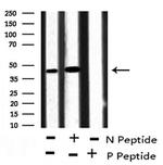 Phospho-Ataxin 3 (Ser256) Antibody in Western Blot (WB)