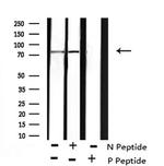 Phospho-BCL6 (Ser343) Polyclonal Antibody