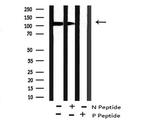 Phospho-BCLAF1 (Ser531) Antibody in Western Blot (WB)