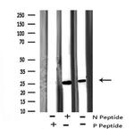 Phospho-Bim (Thr56, Thr116) Antibody in Western Blot (WB)