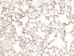 Phospho-Bim (Ser44, Ser104) Antibody in Immunohistochemistry (Paraffin) (IHC (P))