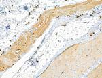 Phospho-Calpain 2 (Ser50) Antibody in Immunohistochemistry (Paraffin) (IHC (P))