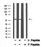 Phospho-CEP55 (Ser425) Antibody in Western Blot (WB)