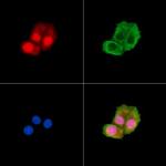 Phospho-Claspin (Ser30) Polyclonal Antibody
