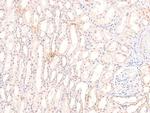 Phospho-Claspin (Ser30) Antibody in Immunohistochemistry (Paraffin) (IHC (P))