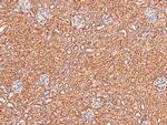 Phospho-Claudin 1 (Tyr210) Polyclonal Antibody
