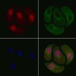 Phospho-Cyclin B1 (Ser128) Antibody in Immunocytochemistry (ICC/IF)