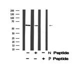 Phospho-Cyclin B1 (Ser133) Antibody in Western Blot (WB)