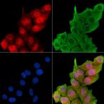 Phospho-Cyclin D1 (Thr288) Polyclonal Antibody