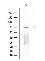 Phospho-FOXO1 (Ser249) Antibody in Western Blot (WB)