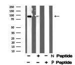 Phospho-FOXO3A (Ser321) Antibody in Western Blot (WB)