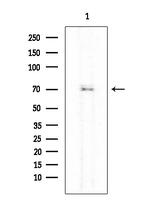 Phospho-KIZUNA (Thr379) Polyclonal Antibody