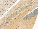 Phospho-MAP2 (Ser136) Antibody in Immunohistochemistry (Paraffin) (IHC (P))